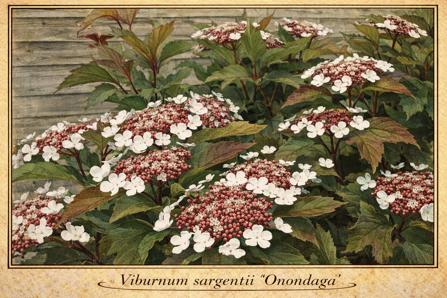 Viburnum sargentii Onondaga.png